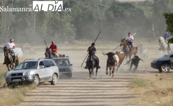 Cantalpino disfruta con el primero de sus encierros camperos