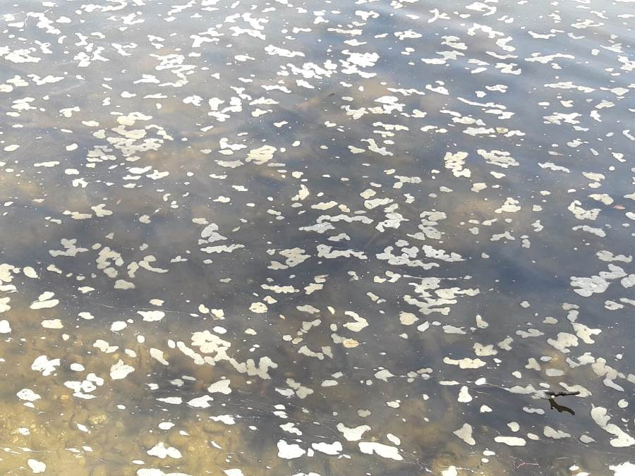 Las aguas del Águeda bajan en condiciones lamentables una mañana más