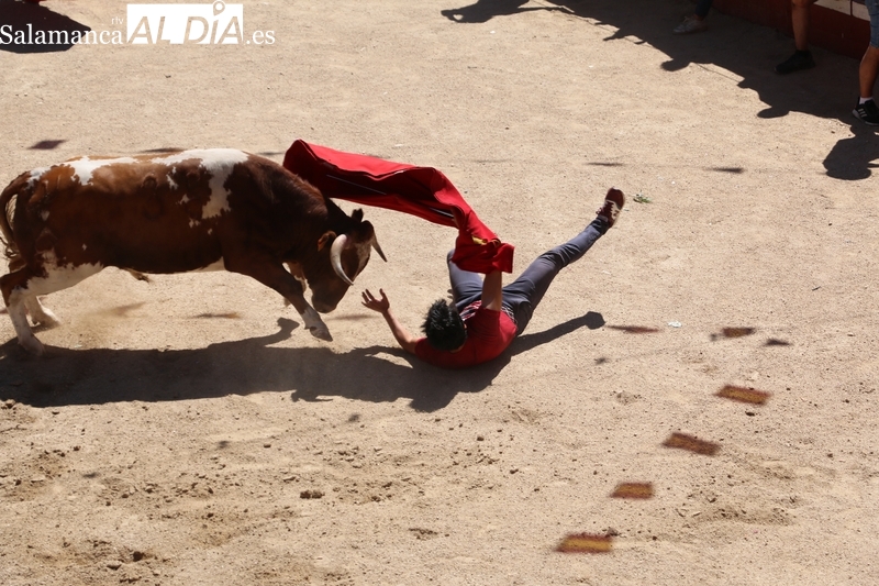 La Virgen de Caballeros echa su capote a uno de Galache en el encierro tradicional de Villavieja 