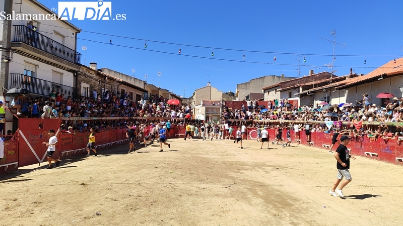 Multitudinario primer encierro de las fiestas de Vilvestre