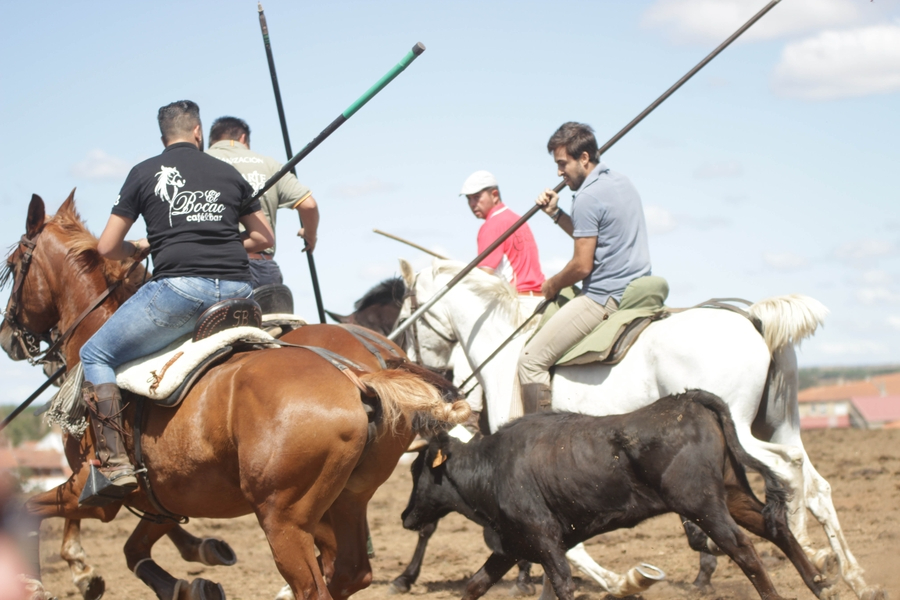 Ágil y multitudinario encierro dominical en Villasrubias