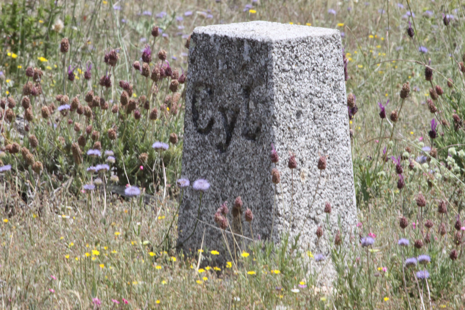 Proteccion de la corona 