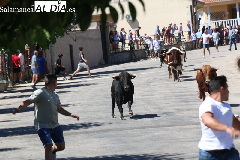 Emocionante encierro de Espioja en Saucelle