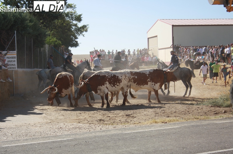 Campos y calles en Macotera, llenos de aficionados y jinetes para vivir el tradicional encierro a caballo