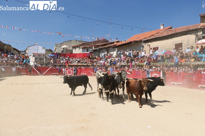 Las Fiestas del Toro en Vilvestre suman a sus encierros y novilladas una capea nocturna