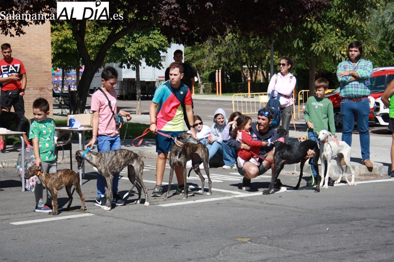 Gran ambiente entre público y participantes durante el I Concurso Morfológico de galgo español Ciudad de Peñaranda