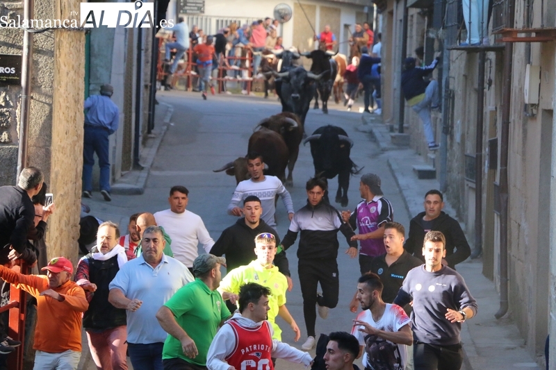 Rápido tercer encierro en Aldeadávila de la Ribera con novillos de Valdeflores