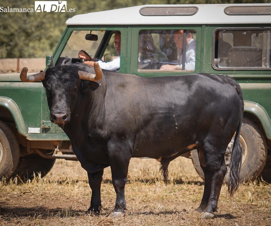 Así es la novillada que lidiará José Cruz en Bilbao