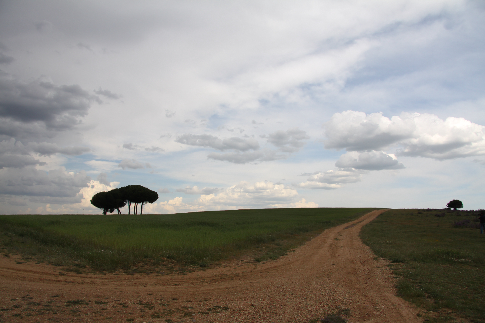 Honrado Conejo de la Mesta de  Pastores 