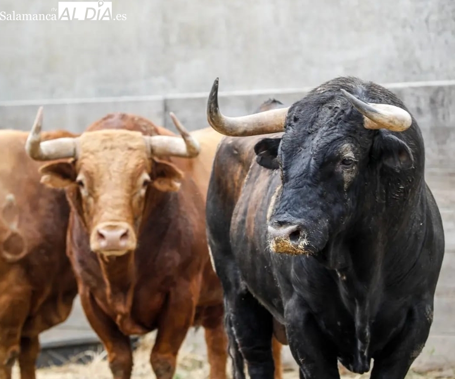 Trapío mayúsculo de Pedraza de Yeltes para Dax