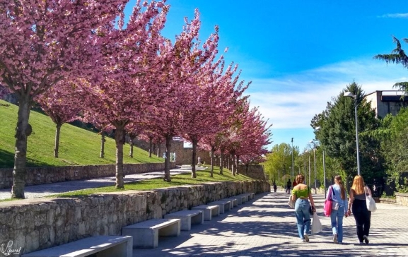 Abierta al tráfico la Vaguada de la Palma tras finalizar las obras de mejora de pavimentación y accesibilidad 