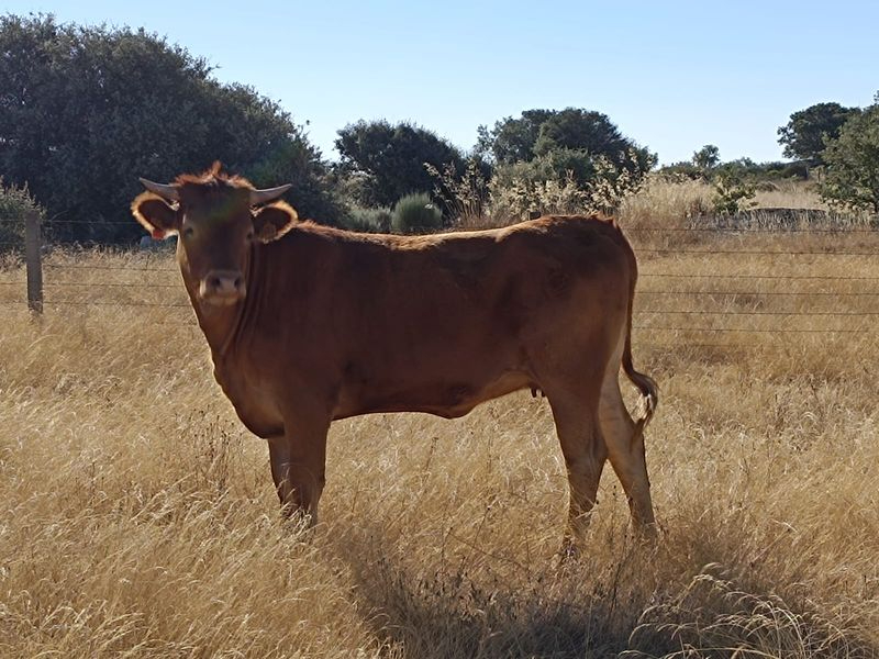 Ganaderos salmantinos ante las picaduras de mosquitos que terminan con las vacas: Nos vamos a quedar sin ganado