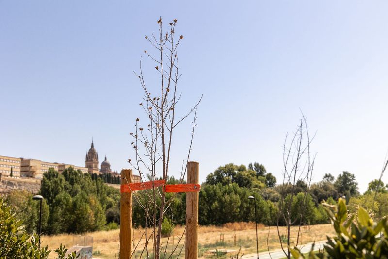 El PSOE denuncia que se han secado casi medio centenar de árboles del Parque Elio Antonio de Nebrija de Salamanca