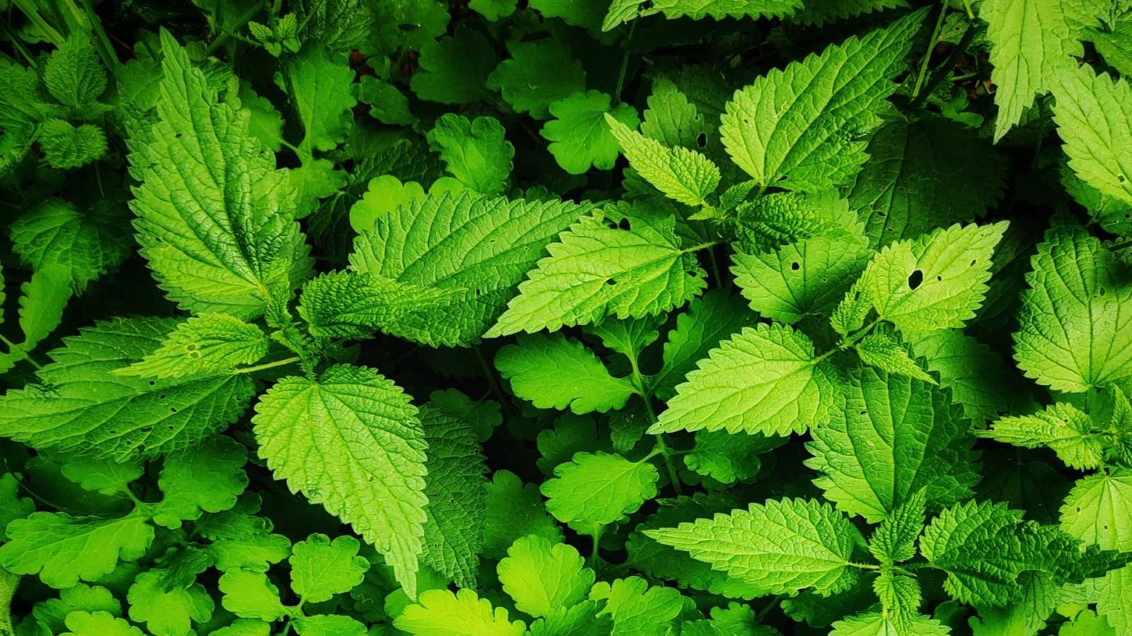 El Ayuntamiento pone en valor las distintas especies de plantas silvestres presentes en Salamanca, sus beneficios, usos e historia