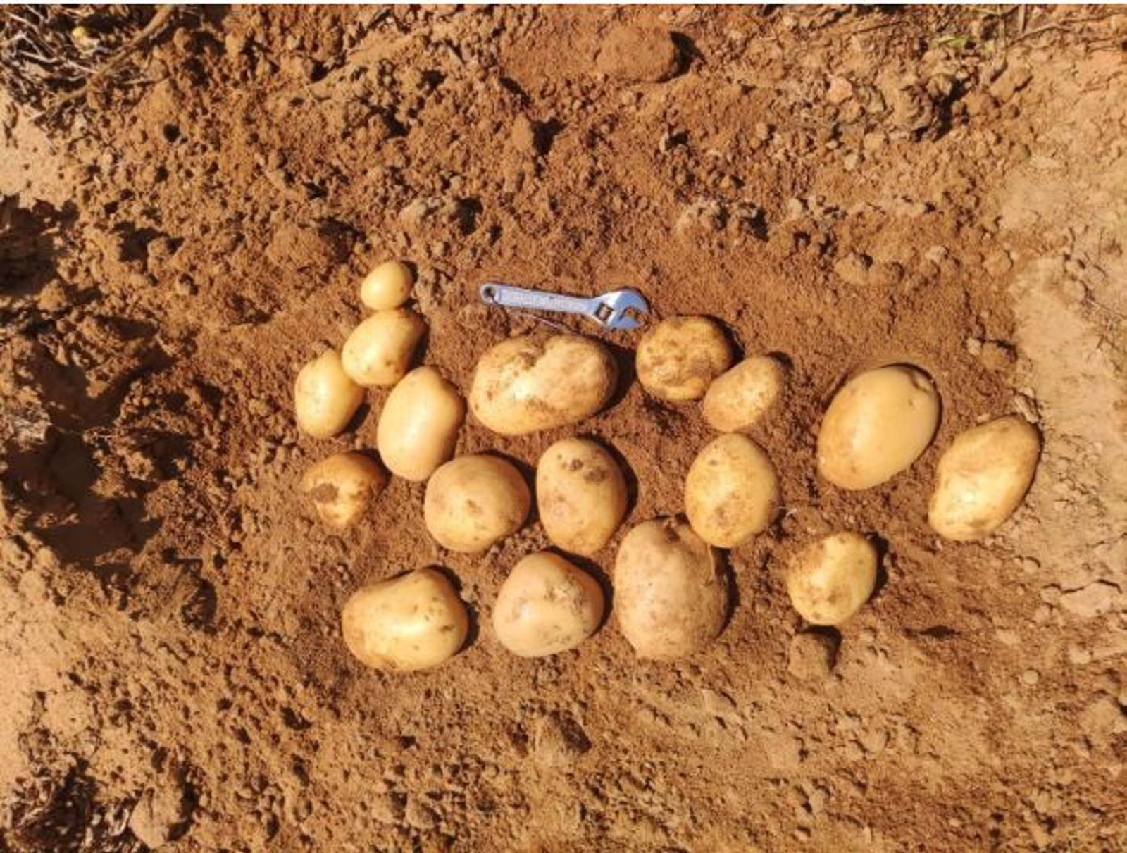 Comienza, de forma escalonada, la recogida de patata en Salamanca, que se generalizará la próxima semana