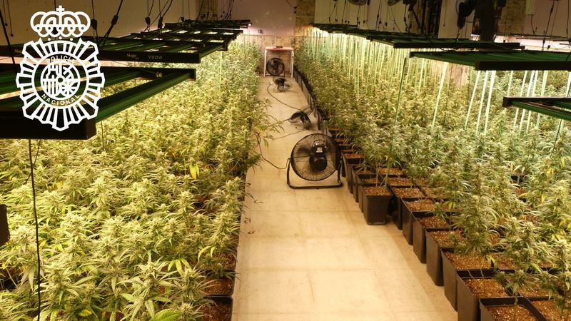 Tres detenidos tras desmantelar una plantación de marihuana en una vivienda de La Rad