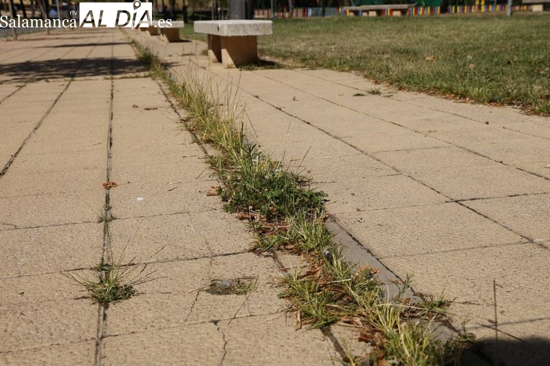 Las aceras y caminos del parque que casi tienen mas verde que la pradera