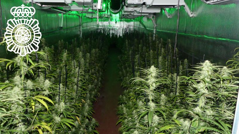 Desmantelada una plantación de marihuana en el polígono de Peñasolana, en Carrascal de Barregas