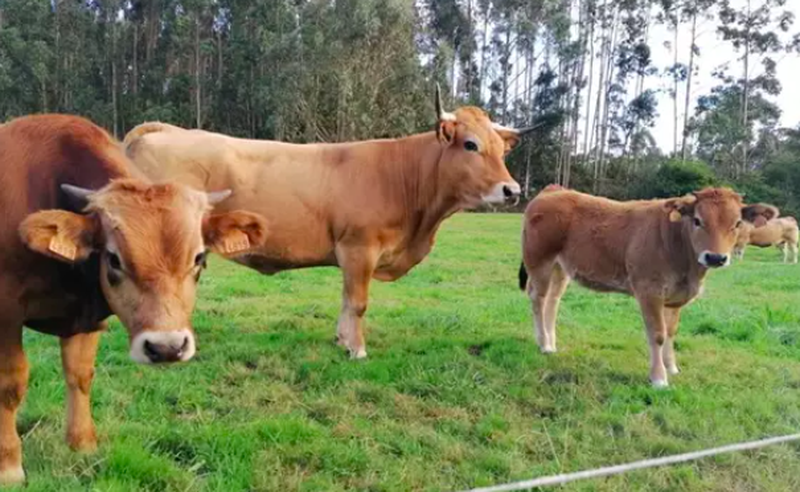 Ganaderos salmantinos exigen a la Junta un protocolo sobre cómo debe actuar ante un posible caso de Enfermedad Hemorrágica Epizoótica