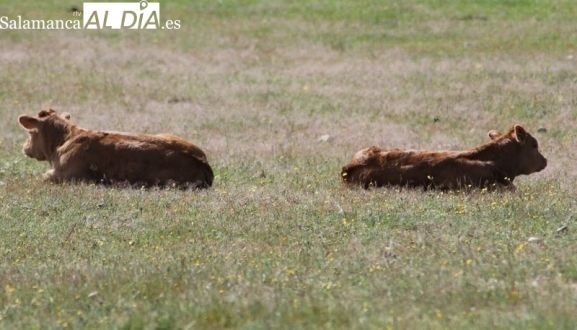 La Asociación Ganaderos Unidos pide explicaciones sobre la enfermedad EHE