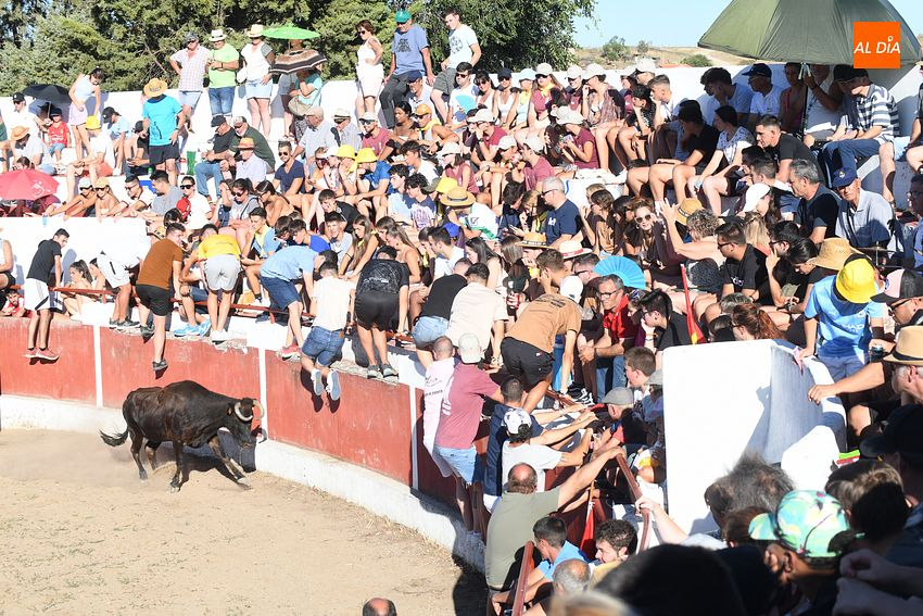 vaquillas saelices el chico