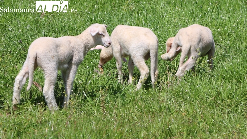 Corderos y lechazos siguen sin techo mientras el cereal registra una bajada generalizada 
