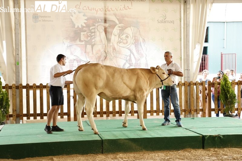 Los campeones de Limusin, Charolés y Blonda se lucen en Salamaq