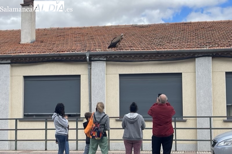 Recogido el buitre herido en un tejado en Peñaranda tras cinco horas desde su caída 