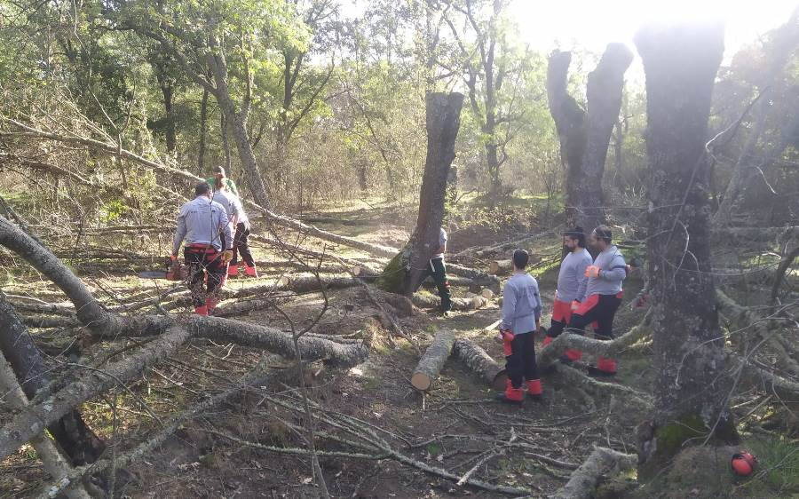 Ocho personas podrán participar en la nueva acción de apeo de árboles con motosierra