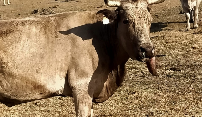 El consejero de Agricultura urge a Planas a implicarse con los ganaderos afectados por la EHE