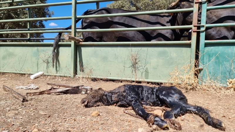 El Ministerio señala que con los datos facilitados por los servicios veterinarios de las comunidades, la incidencia es todavía muy limitada