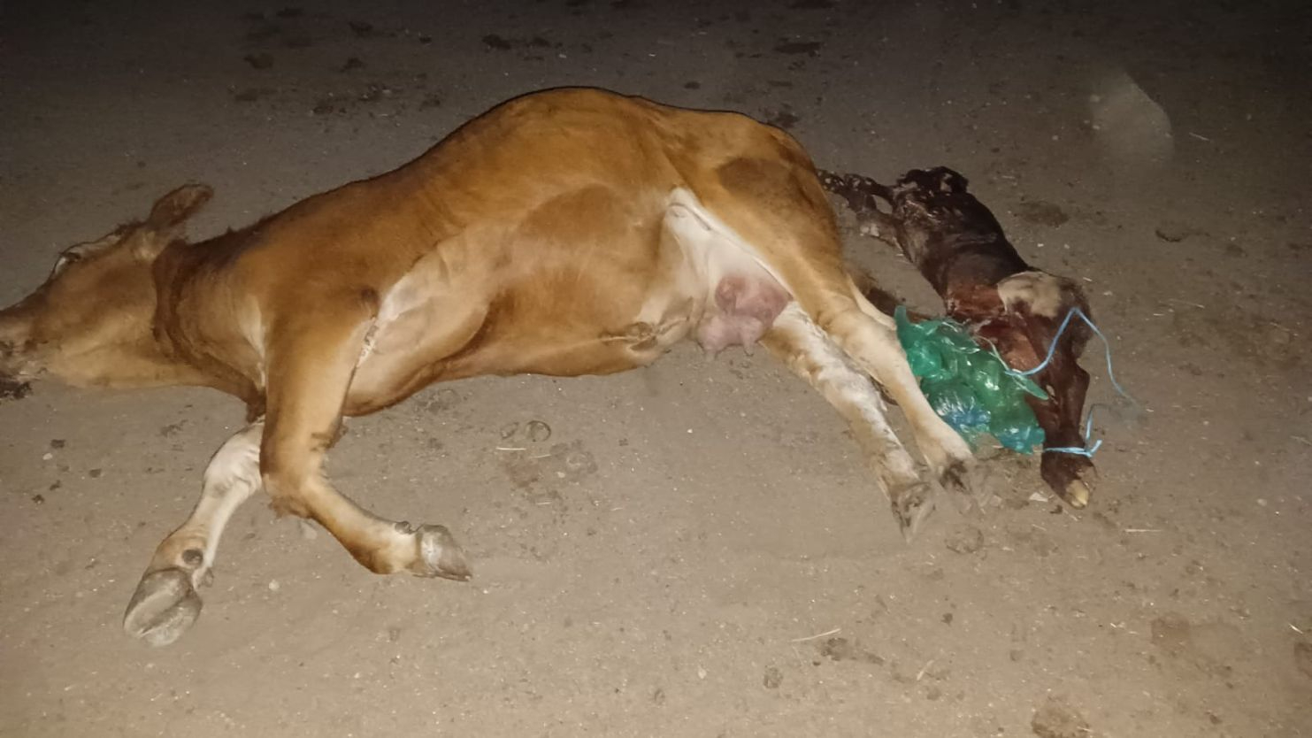 Instan a los ganaderos salmantinos a perder el miedo y declarar los casos de EHE