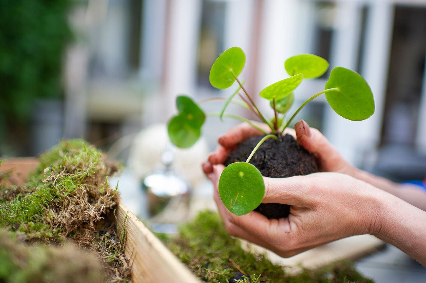 A beleza de um kokedama