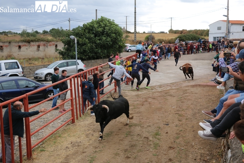La lluvia respeta a un vibrante encierro de Valdeflores en Pereña de la Ribera