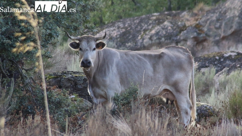 Nueva subida de los corderos con las terneras, y caída del porcino blanco con el maíz y el trigo