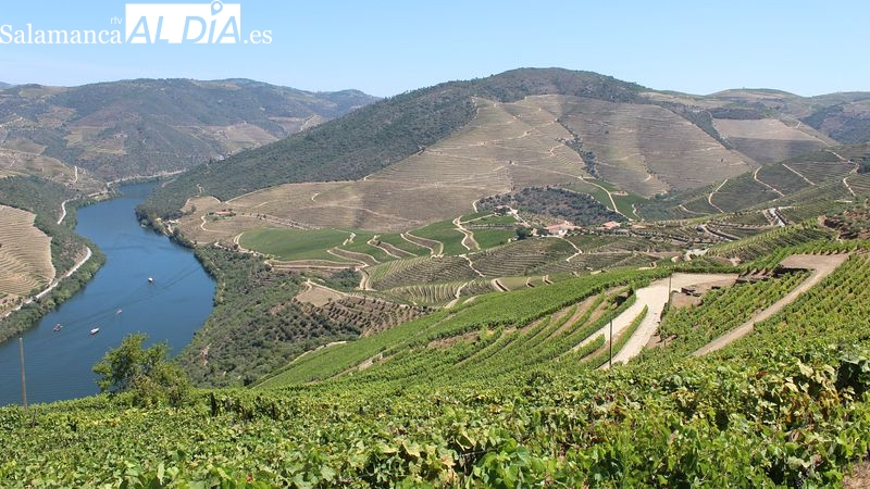 El Douro, en vendimia