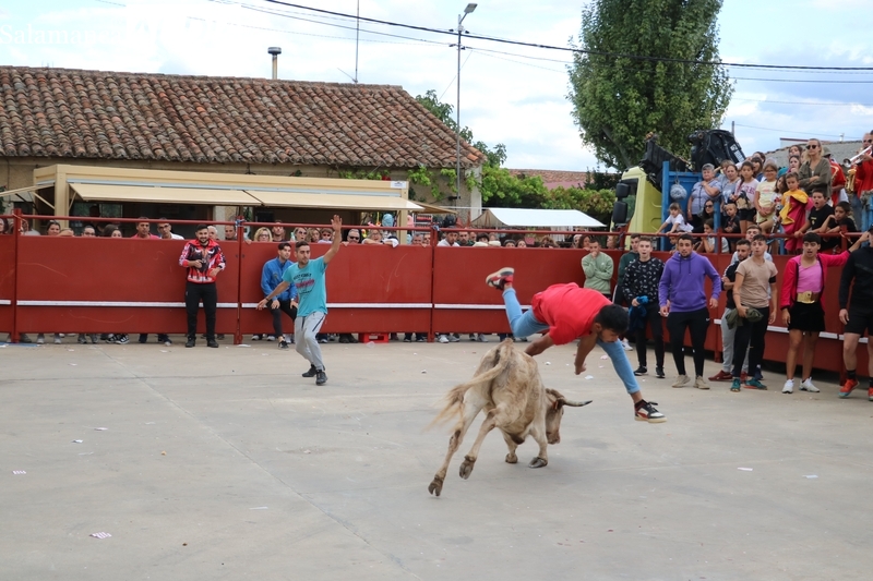 Villares de Yeltes recobra el ambiente taurino con el segundo encierro de las fiestas