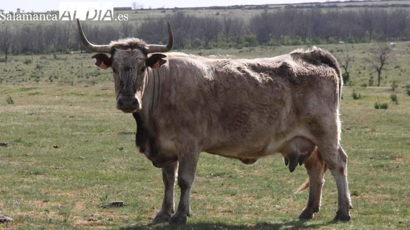 UPL pide en las Cortes medidas inmediatas y ayudas contra enfermedad hemorrágica epizoótica (EHE)
