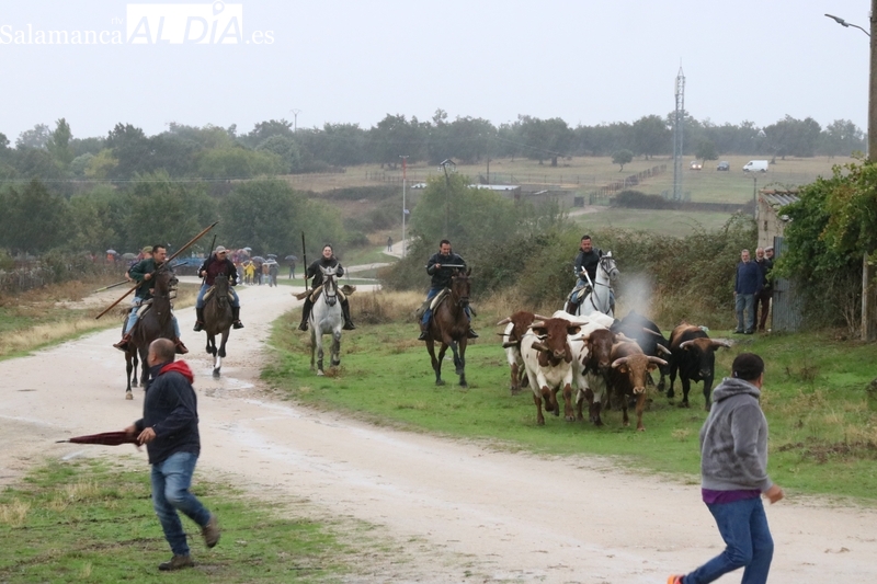 La lluvia resta público a un emocionante encierro a caballo en Bañobárez