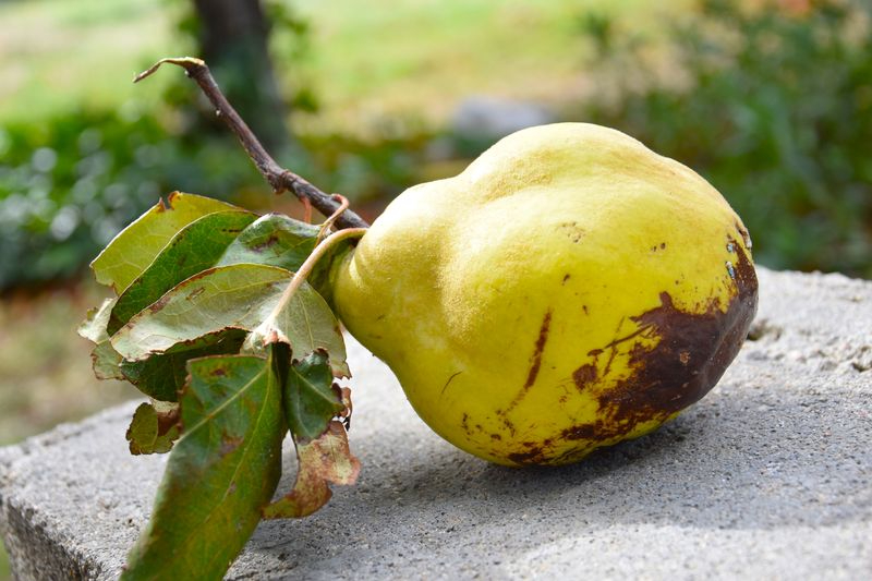 Membrillos de la memoria