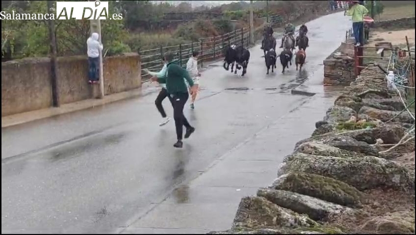 La lluvia desluce el primer encierro a caballo en Barruecopardo 