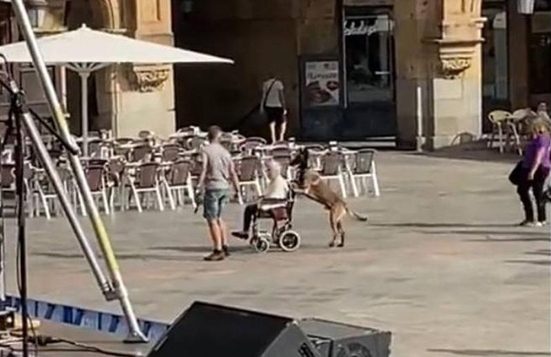 El perro que empuja una silla de ruedas en la Plaza Mayor de Salamanca y que hace viral Arde Bogotá