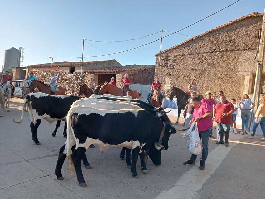 Exhibición trabajo con bueyes en Martillán