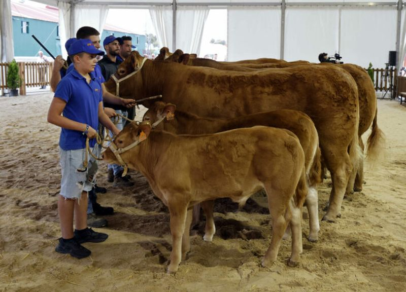 Resultados de los concursos morfológicos de ganado selecto celebrados este sábado en Salamaq