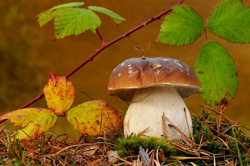 Seis excursiones micológicas con guía y gratuitas en la provincia de Salamanca