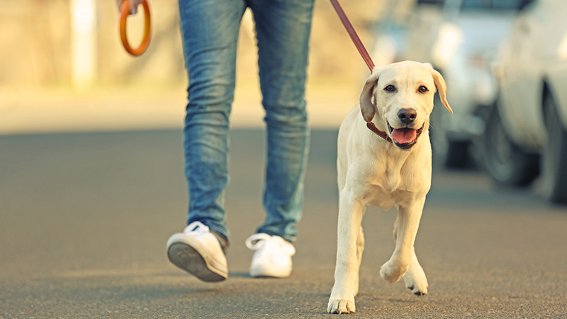 La DGS aclara que los perros siguen cubiertos por el seguro del hogar