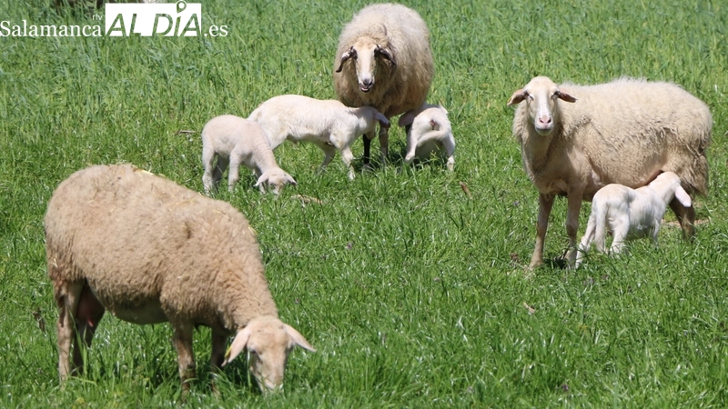 Lechazos y corderos se ponen intratables a mes y medio de Navidad
