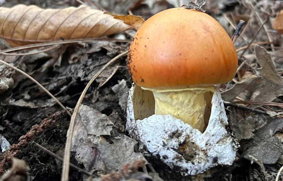 Navasfrías convoca un novedoso concurso de Fotografía Micológica