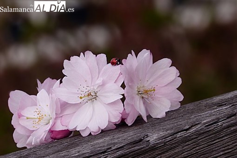 ¿Cuáles son las flores que más llevan los salmantinos al cementerio?