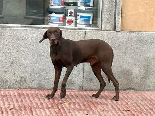 Localizado y entregado por la Policía Local el perro perdido que deambulaba por la calle Carmen  
